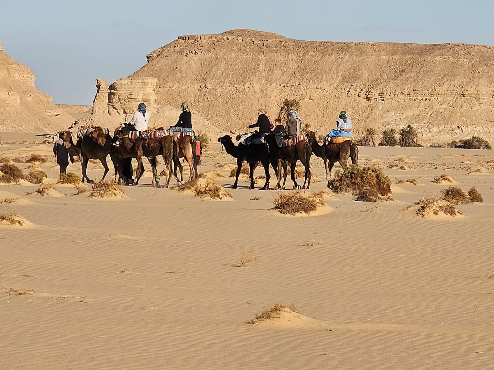 رحلة السفاري بالجمال
